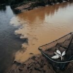 Sungai Malinau Berwarna Cokelat Susu